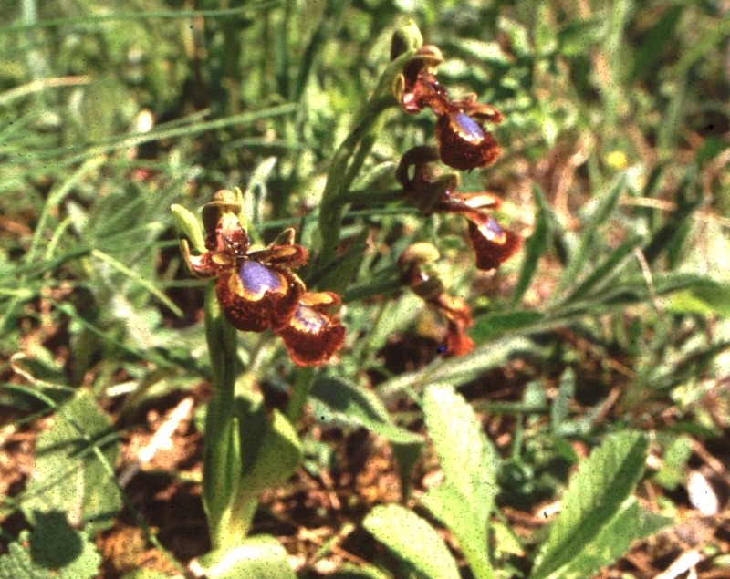 Ophrys ciliata